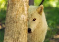 /album/secret-singing-wolves/wolf-3-jpg/